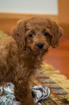 Bailey