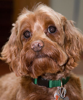 Bailey