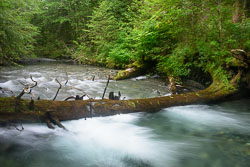 sitka